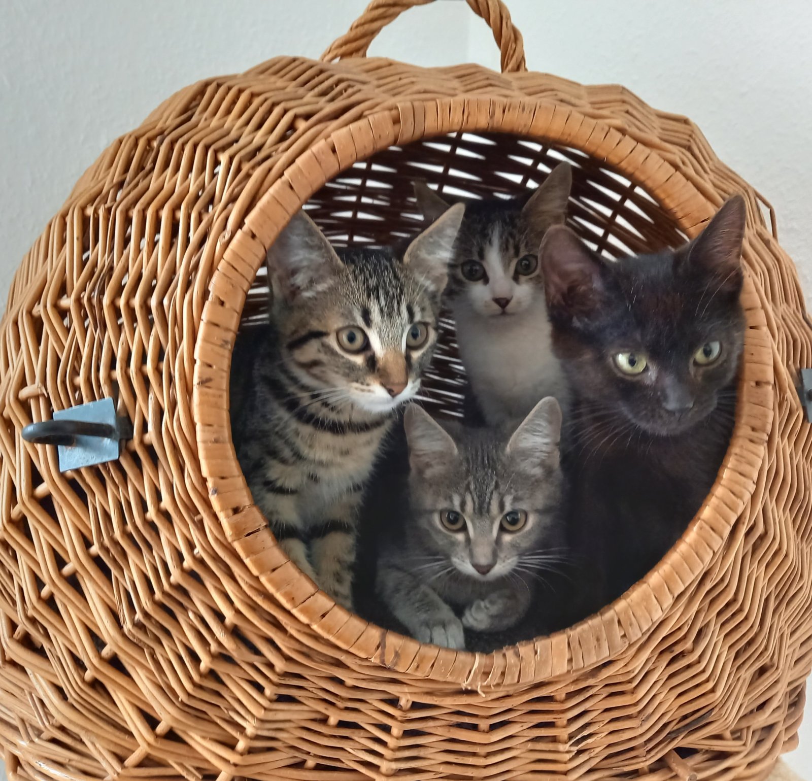 Korb voller Kitten
